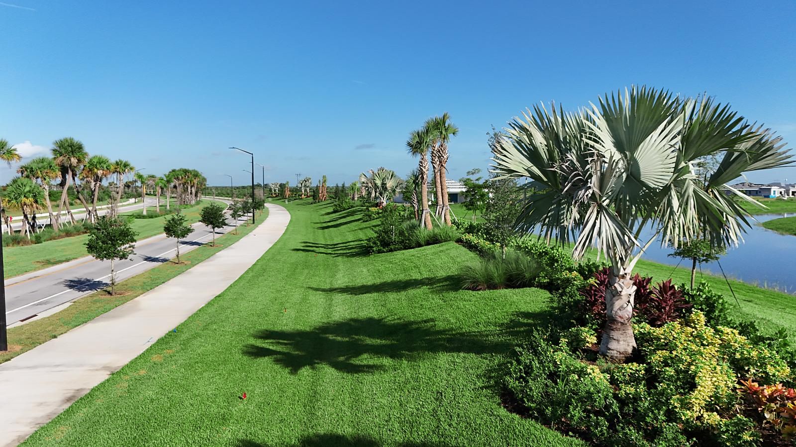 Finished streetscape with young palms at Catalina Palms