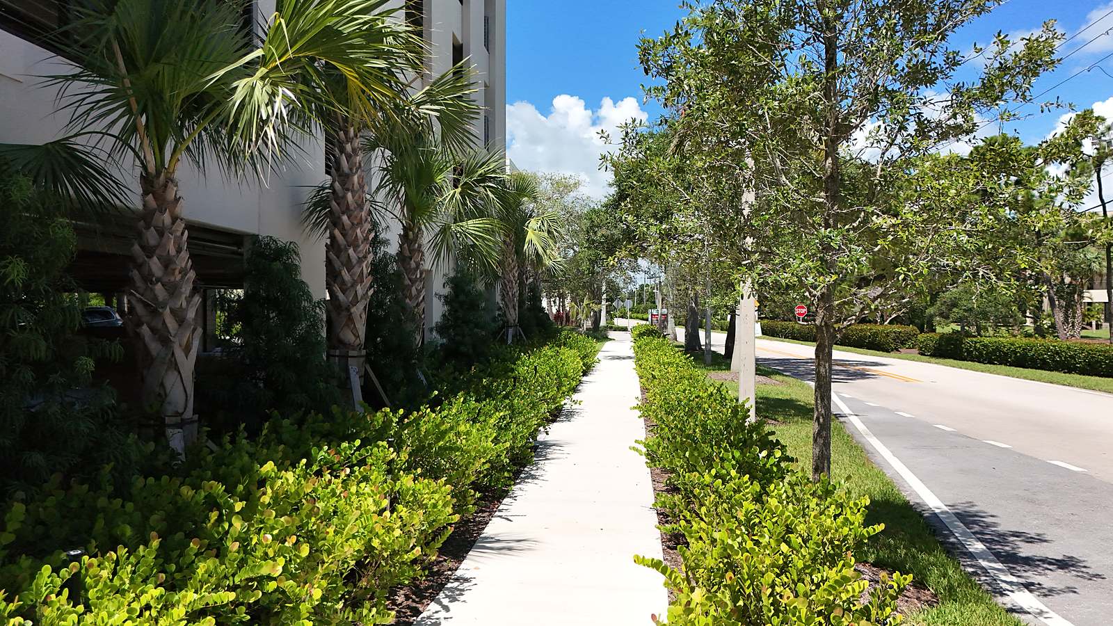 Hedge and sidewalk finish detail at ground level